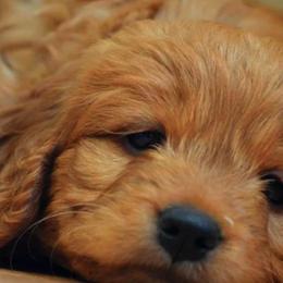Goldendoodle Puppies from Crazy Cute Kennels