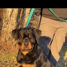 Chop - Black and mahogany male Rottweiler puppy in Fredericktown, Missouri from Obsessions Rottweiler