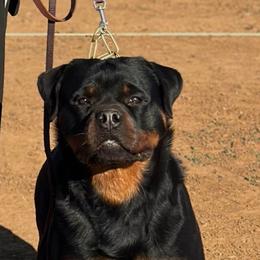 Finn - Rottweiler