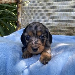 AKC BOY 1 - Dapple male Dachshund puppy in Red Bank, California from Down The Hill Potterdale