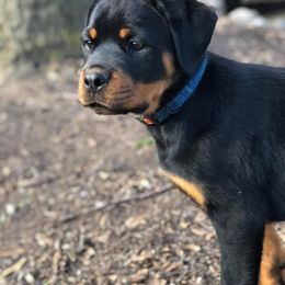 Rottweiler Puppies from Bronx Von Bridges Rottweilers
