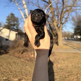 Doc - Bi-color male German Shepherd puppy in Perrysburg, Ohio from Fancy GSDs