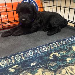 Purple Female - Black female Giant Schnauzer puppy in Pearland, Texas from K & S Schnauzers
