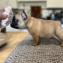 Stripe Boy - Fawn and white male French Bulldog puppy in Berea, Kentucky from Bully Life Farms