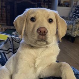 Labradoodles and Labrador Retrievers from Carroll Puppies
