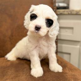 Ringo - Tri-color male Australian Labradoodle puppy in Decatur, Alabama from Southern Meadows Doodles
