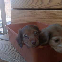 Dachshund Puppies from Nikas Baby Beanz LH Dachshunds