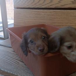 Dachshund Puppies from Nikas Baby Beanz LH Dachshunds