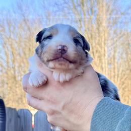 Relish (turquoise collar) - Blue merle male Australian Shepherd puppy in Ashland, Ohio from SS Australian Shepherds