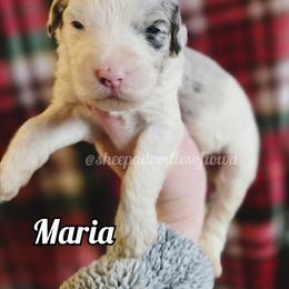 Maria - Merle female Sheepadoodle puppy in Iowa Falls, Iowa from Sheepadoodles of Iowa