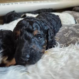 Scotch Bonnet - Phantom female Poodle puppy in Milford, Michigan from Cuddley-Poods Moyen poodles