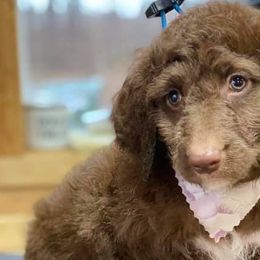 Aussiedoodles from Pine Mountain Puppies