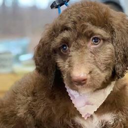 Aussiedoodles from Pine Mountain Puppies
