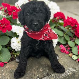 Nile - Black male Goldendoodle puppy in Prosperity, Pennsylvania from Stelladoodles & Company