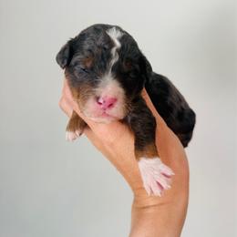 Cash - Merle male Goldendoodle puppy in Auburn, Indiana from Martin’s Doodles