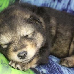 Reti - Green - Agouti and white male Alaskan Malamute puppy in Independence, Virginia from New River Valley Malamutes