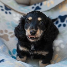 Low - Black and cream female Dachshund puppy in Perry, Florida from EntityDachs