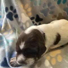 Girl 4 - Brown roan Spinone Italiano puppy in Cecil County, Maryland from Turkey Point Spinone Pups