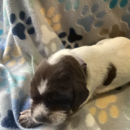 Girl 4 - Brown roan Spinone Italiano puppy in Cecil County, Maryland from Turkey Point Spinone Pups