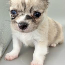 Romeo - Black sabled fawn male Chihuahua puppy in Westport, New York from Chantilly chihuahuas