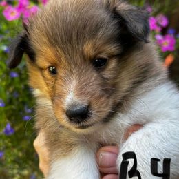Ralph - Sable and white male Shetland Sheepdog puppy in East Bank, West Virginia from Belmar Shetland Sheepdogs