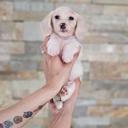 Girl 2 - Piebald female Dachshund puppy in Rancho Cucamonga, California from Pretty Little Dachshunds