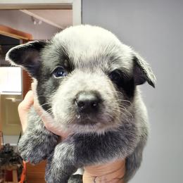 Full mask male - Blue speckled male Australian Cattle Dog puppy in Lenoir, North Carolina from Blue Coyote Ranch