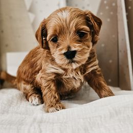 Goldendoodle puppies from Transformation Acres Goldendoodle