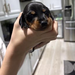 Daisy - Black and tan female Dachshund puppy in Tomball, Texas from Gutierrez House of Doxies