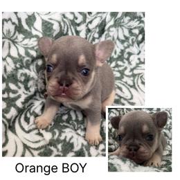 Simba - Tricolors male French Bulldog puppy in Asheville, North Carolina from MTO KENNELS