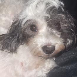 George - Maltipoo