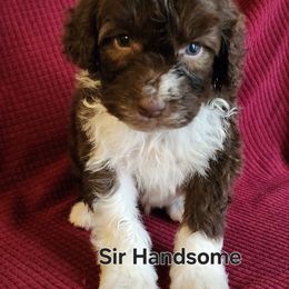 Sir Handsome - Brown and white male Portuguese Water Dog puppy in Narvon, Pennsylvania from Prized Family Porties