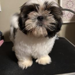 Dynamite - Gold and white male Shih Tzu puppy in Tacoma, Washington from Alki Stars Shih Tzu