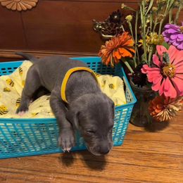 Girl Y - Blue female Great Dane puppy in Missouri from Daniels Danes