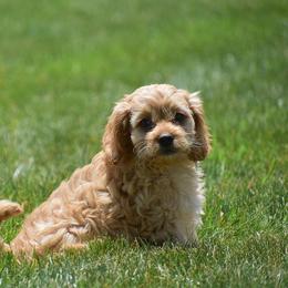 Royce - Red male Cavapoo puppy in Gap, Pennsylvania from Country View Puppies ( License 18816)