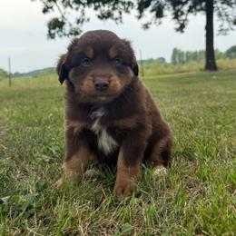 Wilson - Red tri male Miniature Australian Shepherd puppy in New London, Minnesota from Broken T Australian Shepherds