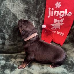 Gray collar Roscoe - Black and red male German Shepherd puppy in Winterport, Maine from Vom Stevens Old Fashioned German Shepherds