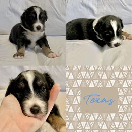 Australian Shepherd Puppies from Ellie Mae Aussies