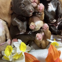Australian Labradoodle Puppies from Gateway Australian Labradoodles