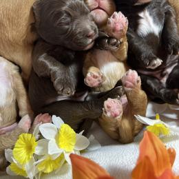 Australian Labradoodle Puppies from Gateway Australian Labradoodles