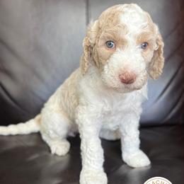 Biscuit - Cream female Labradoodle puppy in Kingman, Arizona from The Dood Ranch