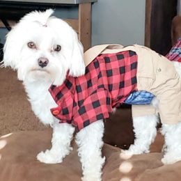 Froof - Maltese