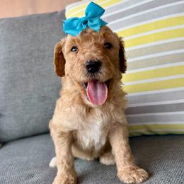 Shell - Apricot female Goldendoodle puppy in Wyandotte, Oklahoma from Goldendoodles of NE OK
