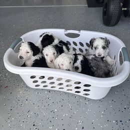 Bernedoodle Puppies from Bernedoodle Bliss