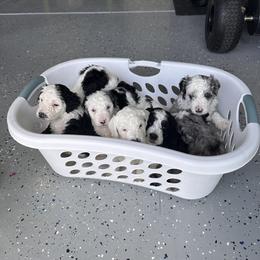 Bernedoodle Puppies from Bernedoodle Bliss
