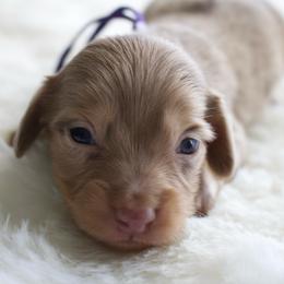 Poppy - Dapple female Dachshund puppy in Morrow, Ohio from Courtney’s Colorful Doxies