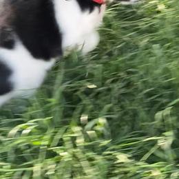 Firefighter - Black and white male English Springer Spaniel puppy in Palisade, Colorado from Bigfoot's Kennel