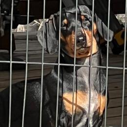 Malice - Dachshund