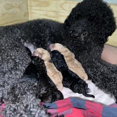 Double Doodle puppies from Dog Paw Doodles