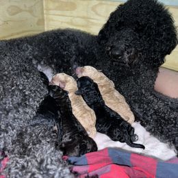 Double Doodle puppies from Dog Paw Doodles